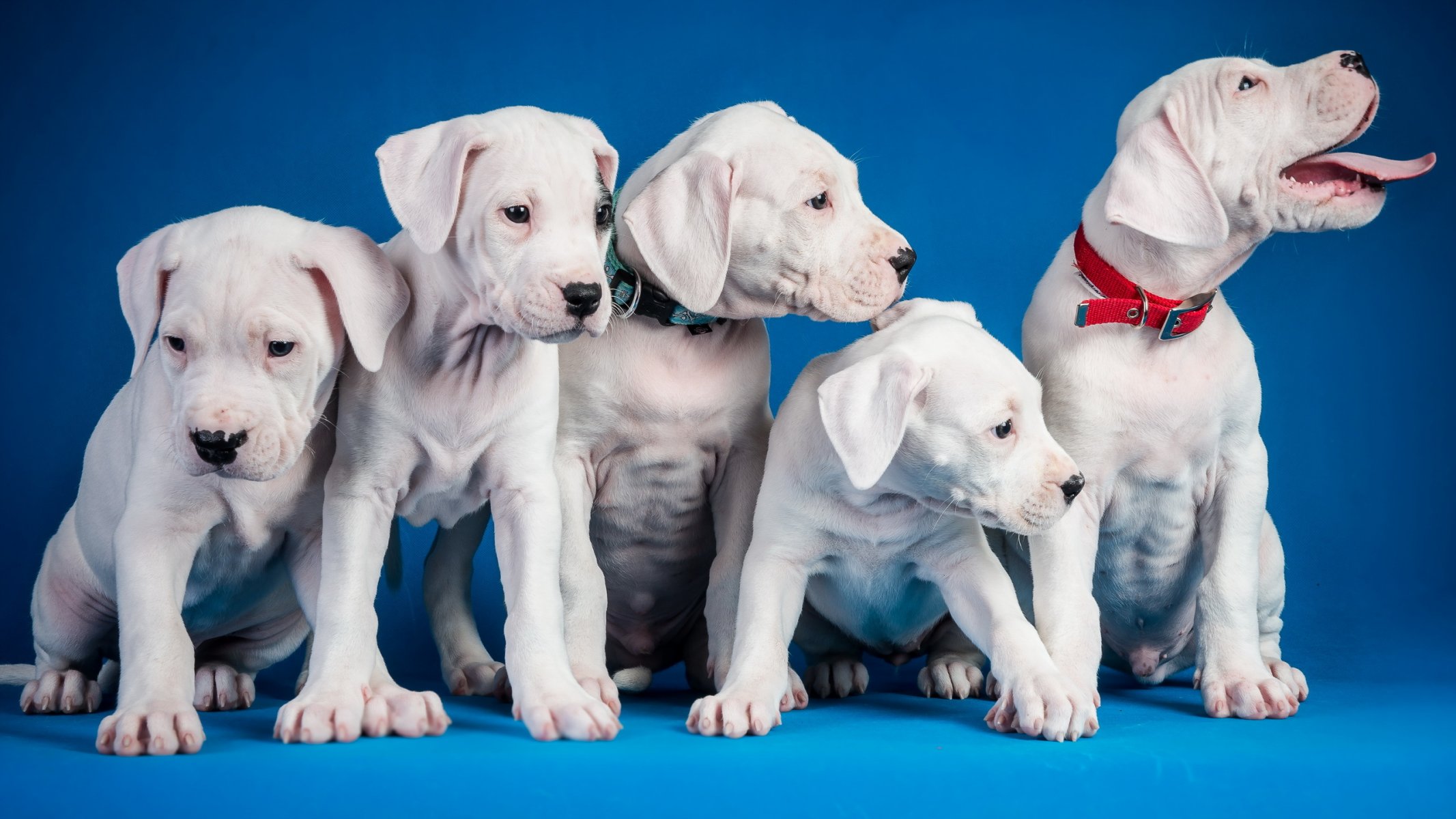 cani cuccioli sfondo