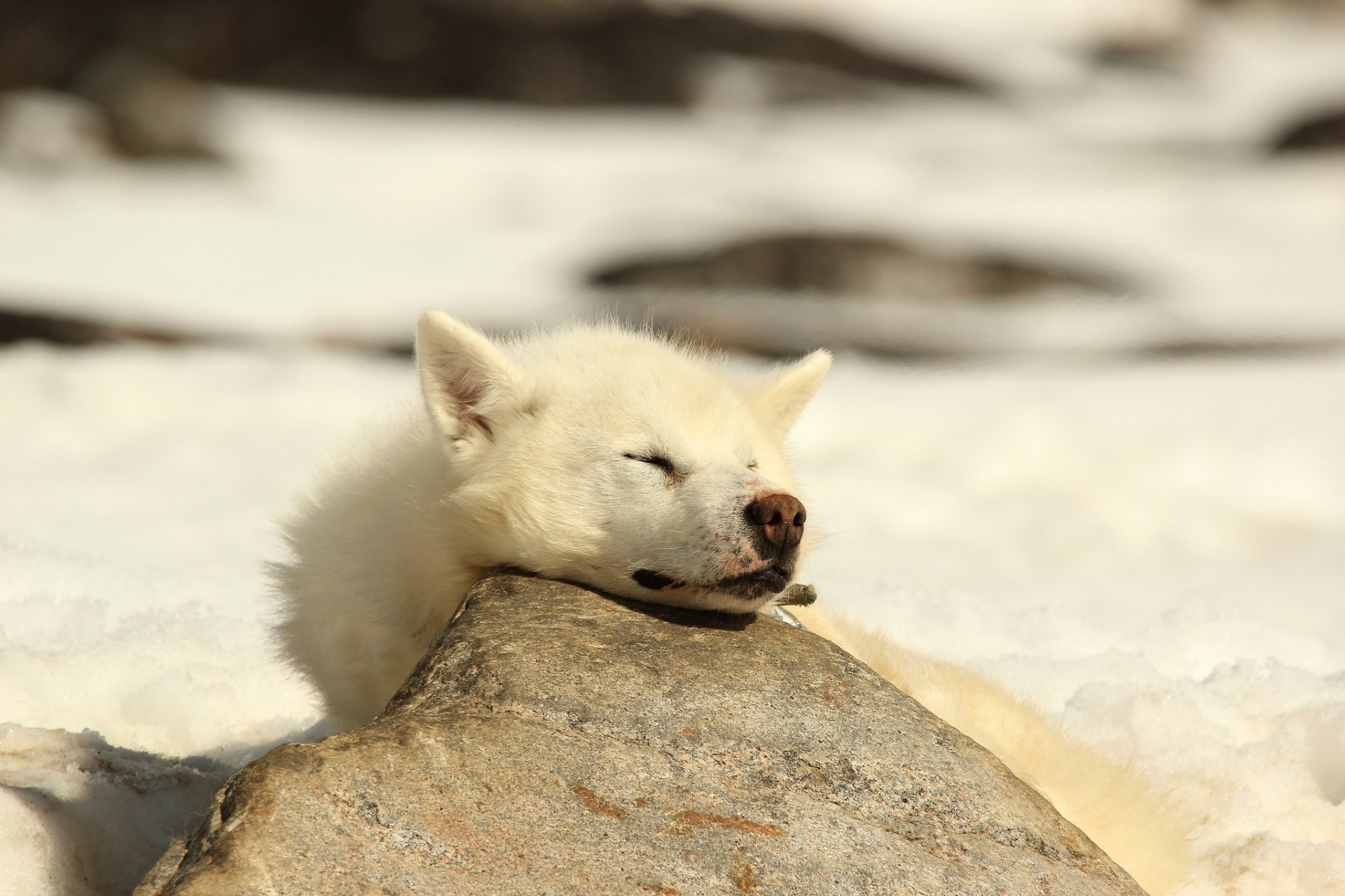 husky sleeping other dog