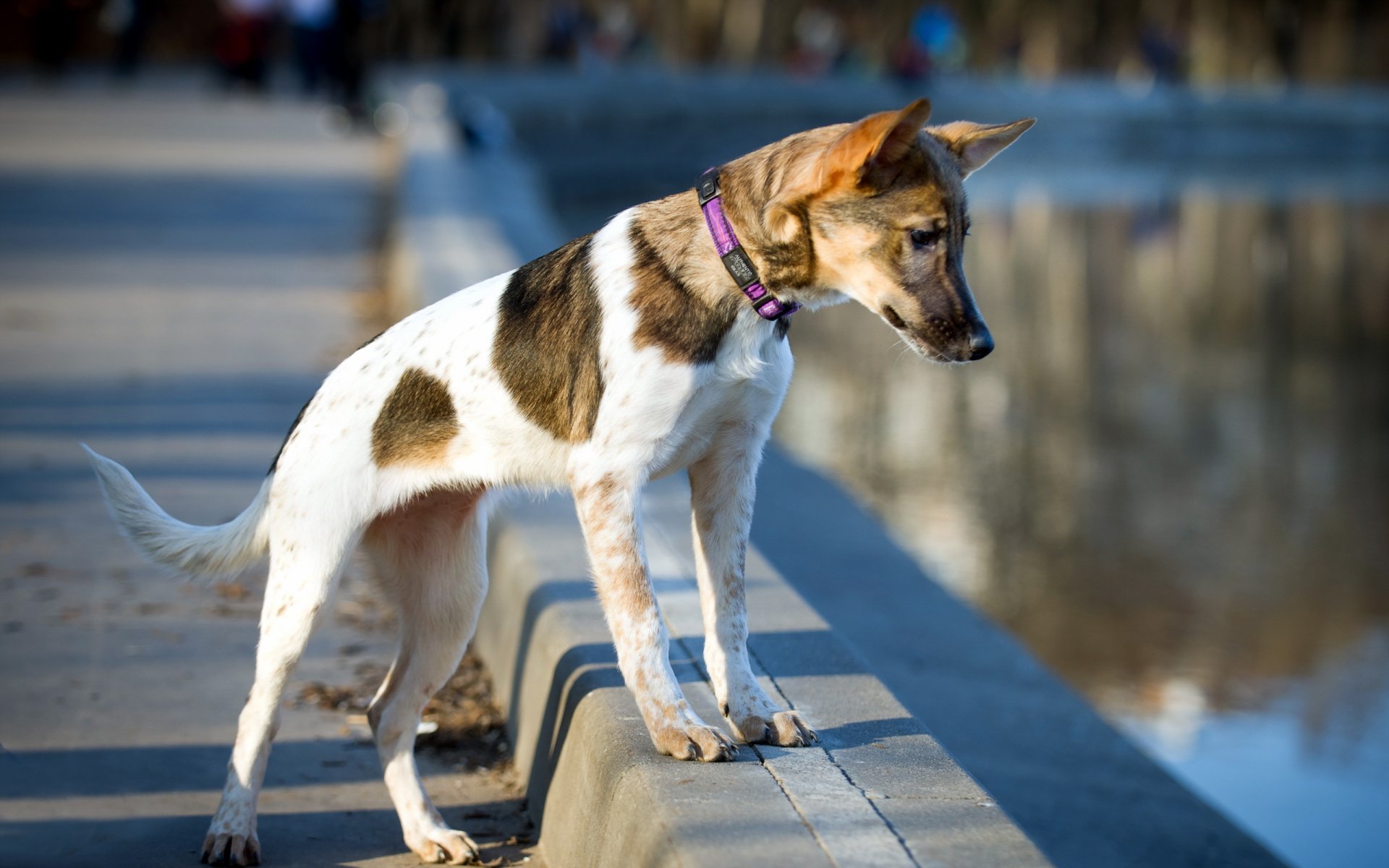 chien regard ami