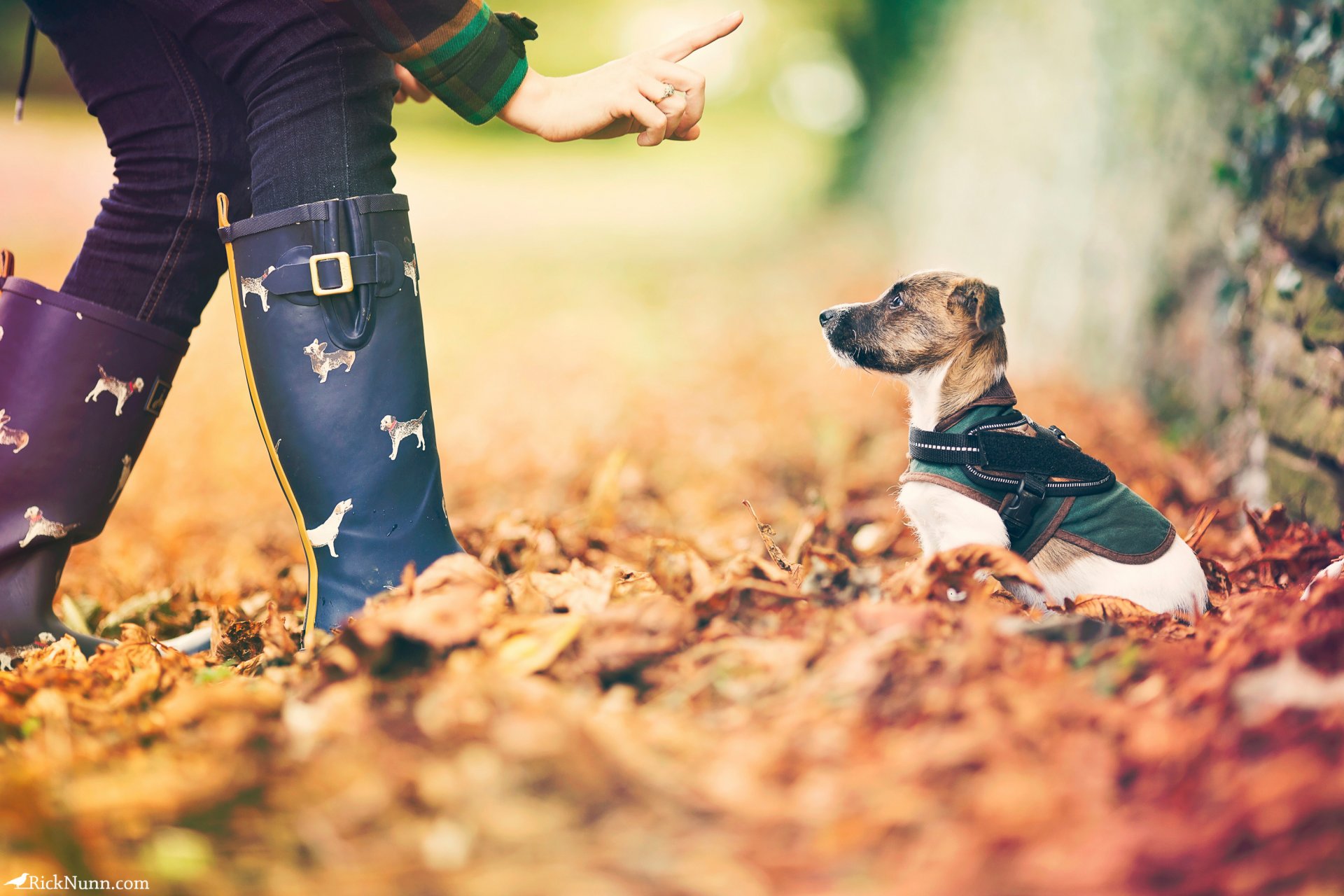 perrito otoño hojas bokeh pequeño amigo