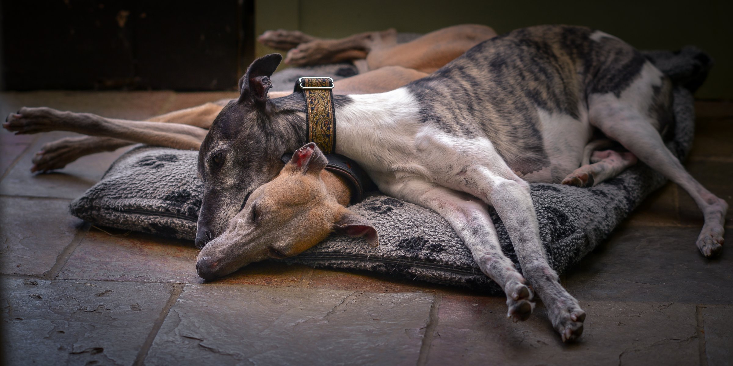chiens amis fond