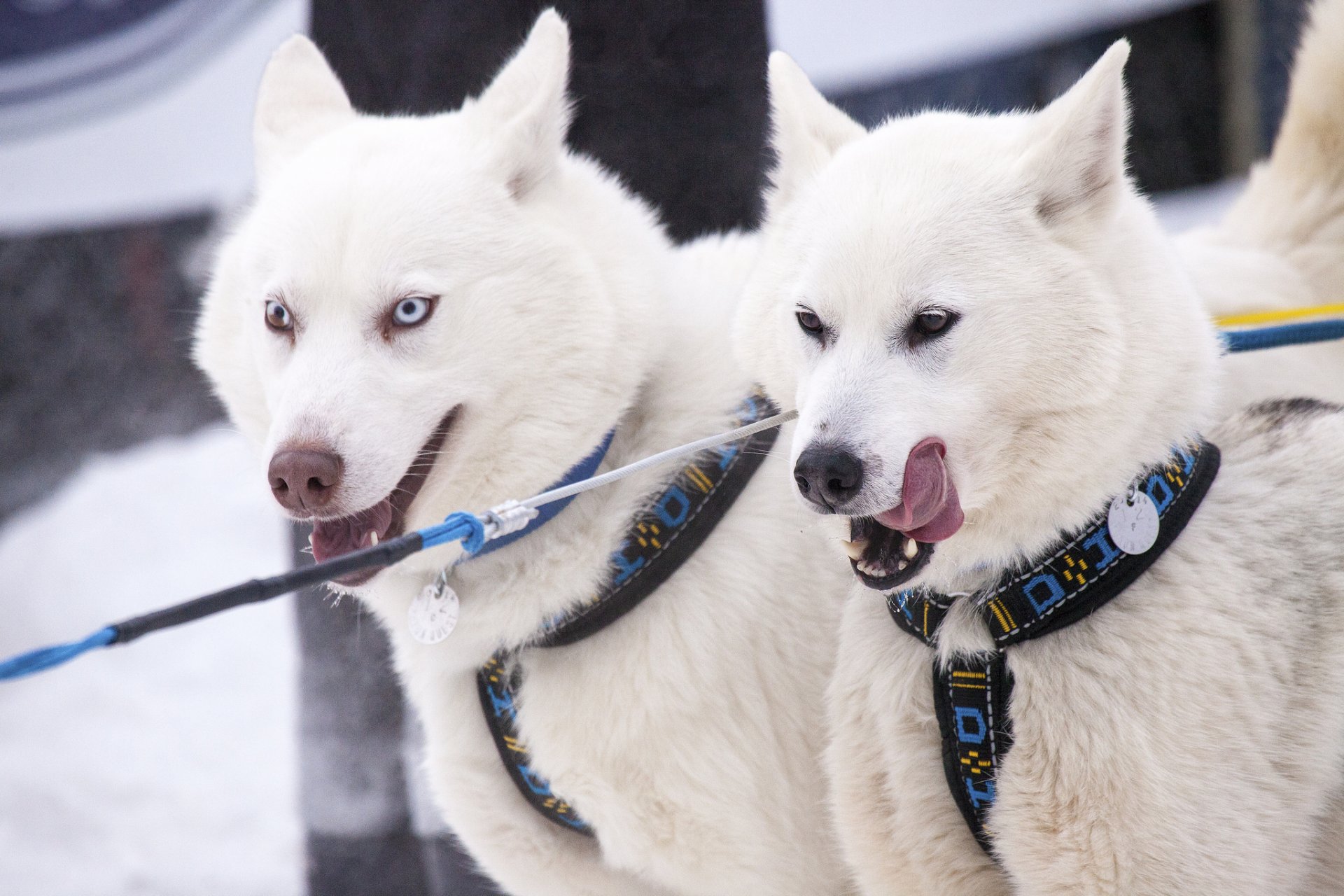 yukon canadá perros husky
