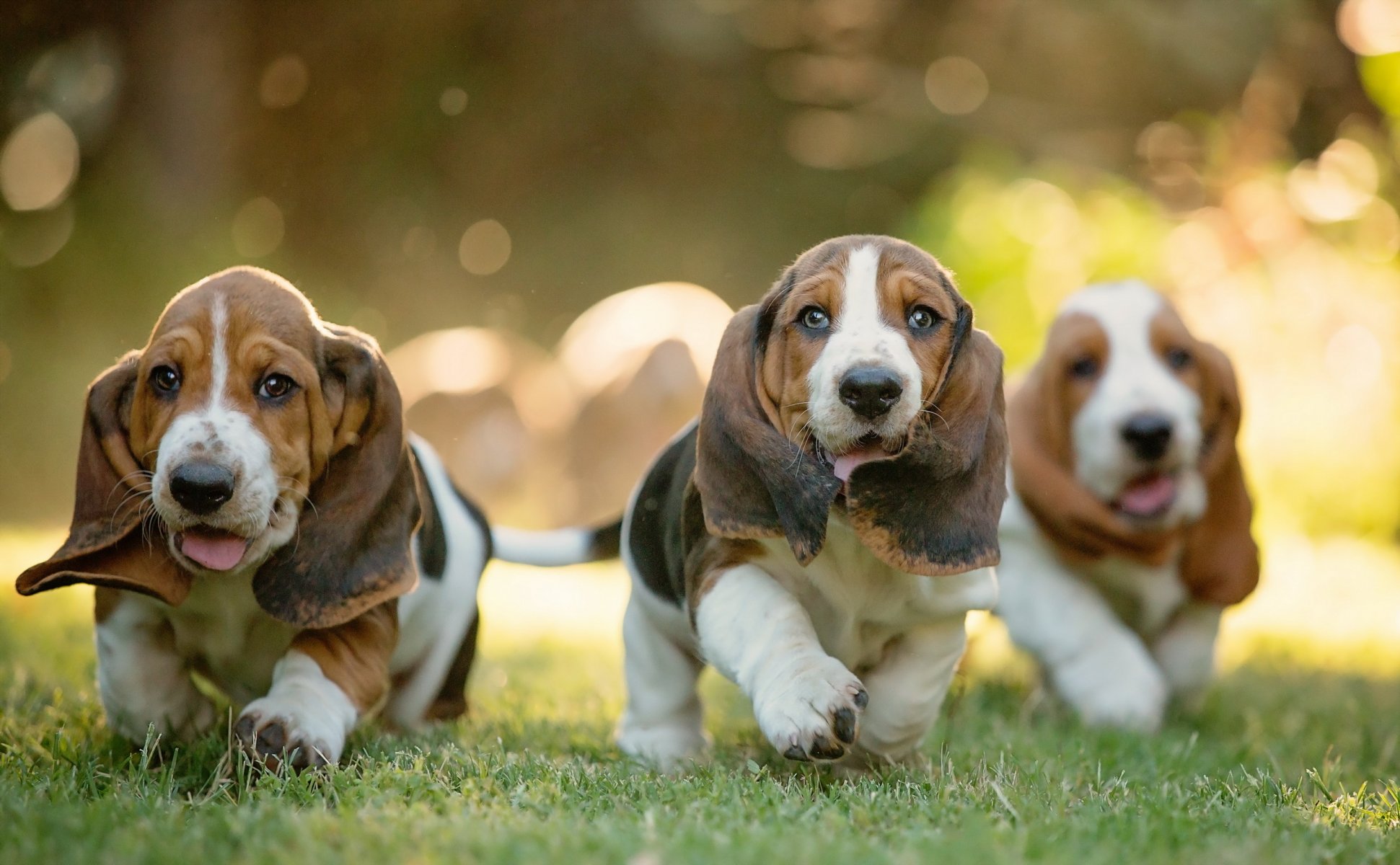perros amigos fondo