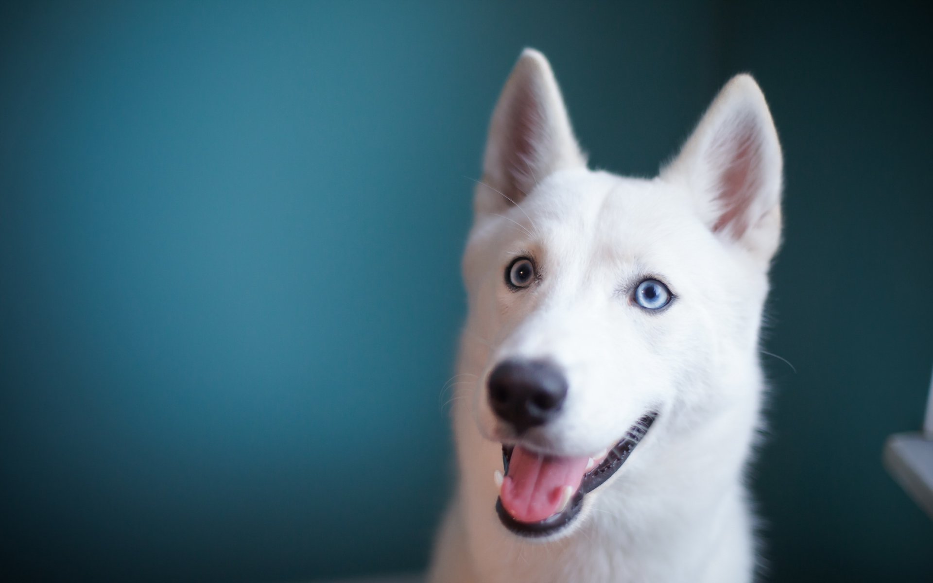 hund blick freund