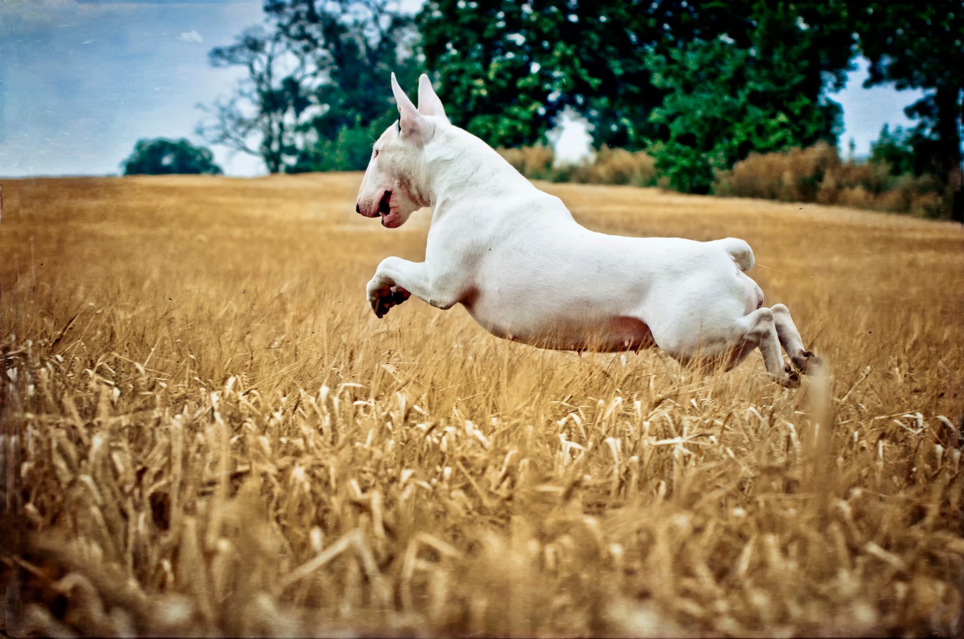 salto campo cane