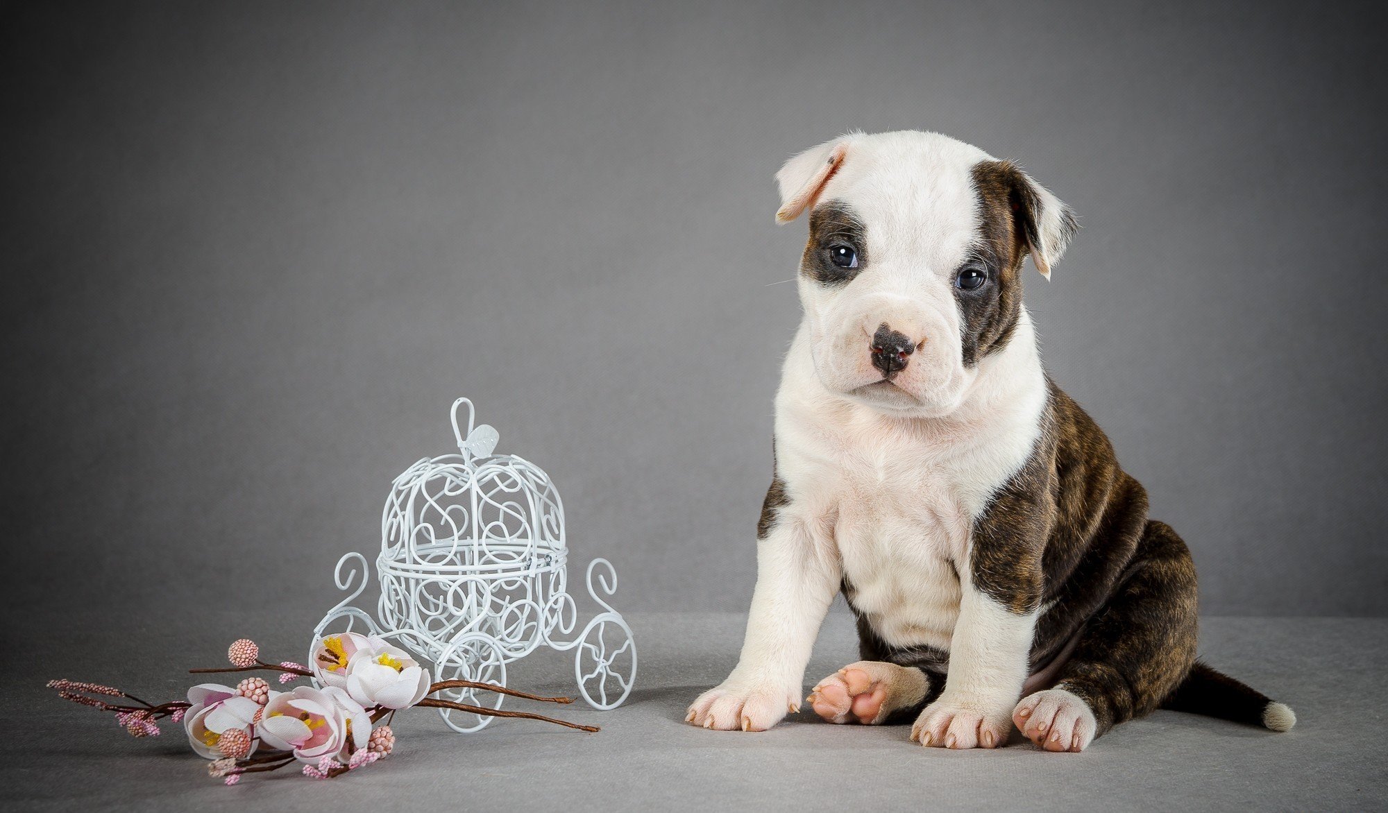 perro cachorro carruaje flores entrenador