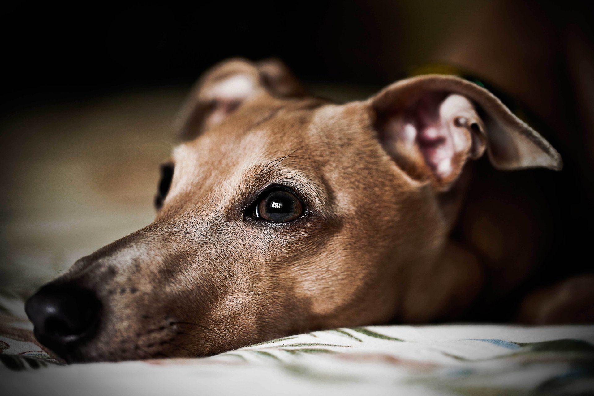 hund blick freund