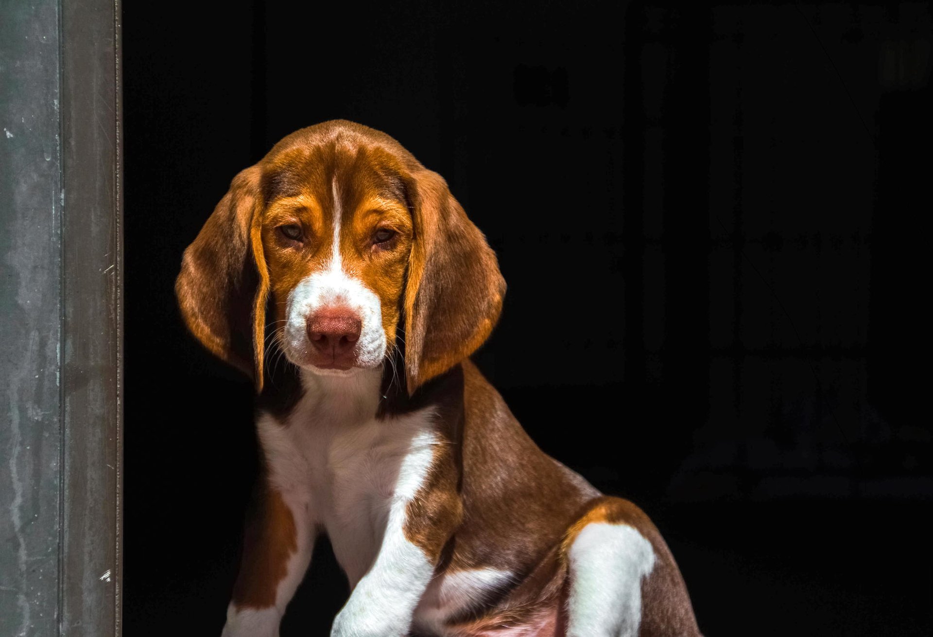 perro cachorro orejas mirada