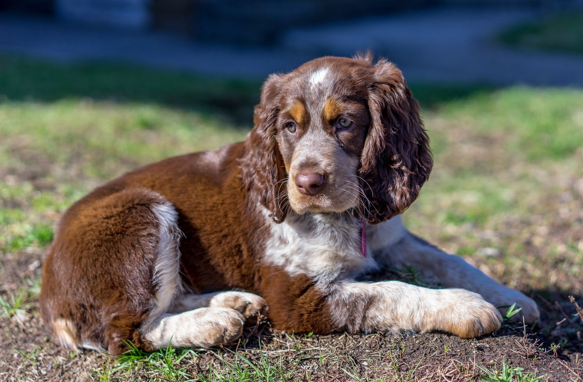 cane ricci castagna