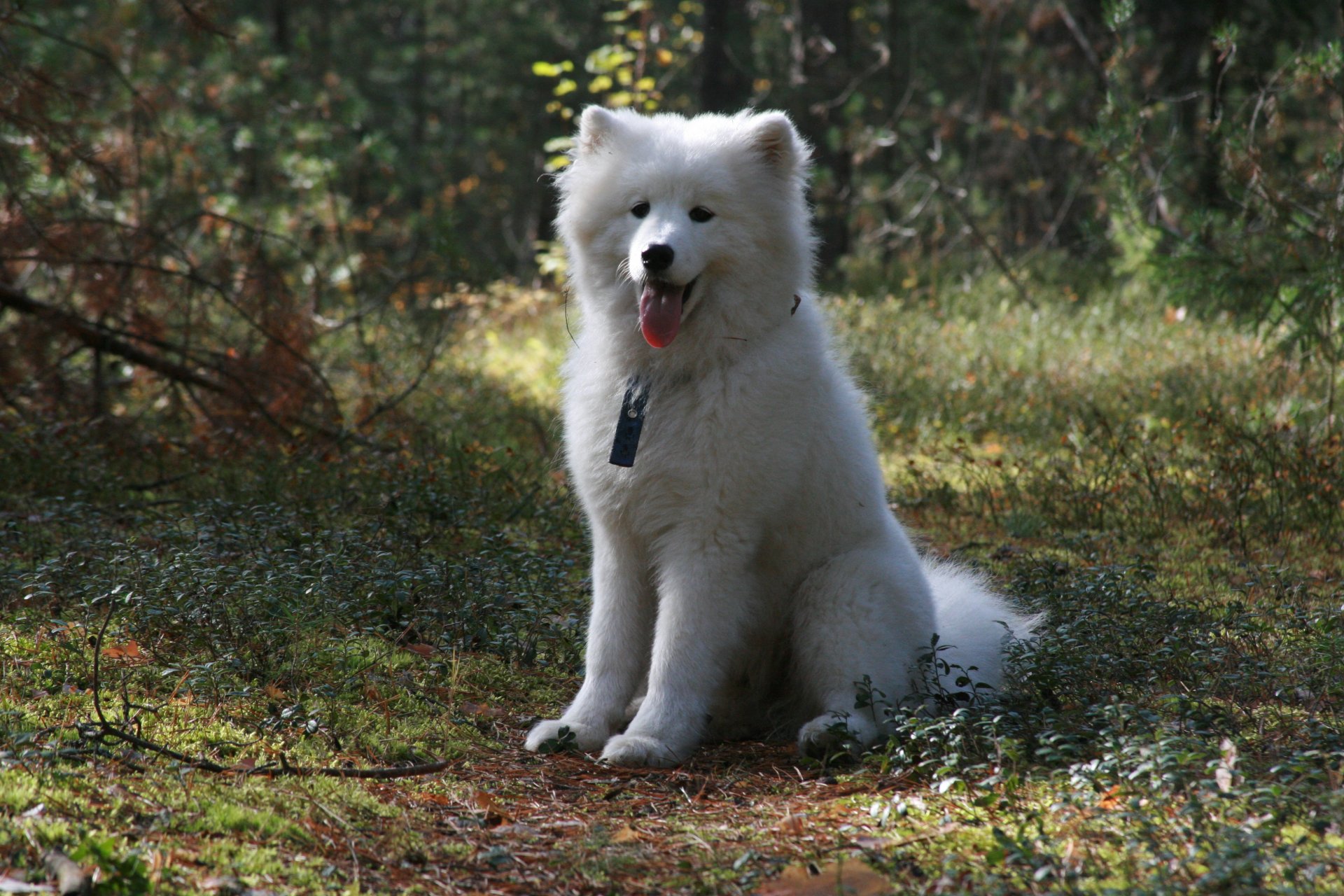 sfondo carta da parati cane cane samoiedo foresta passeggiata amico