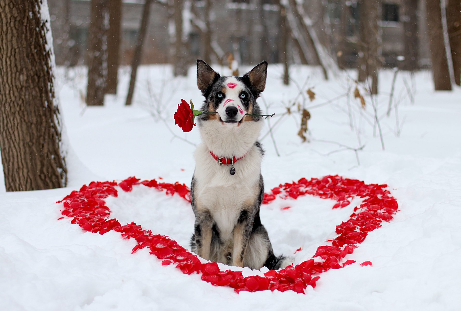 amigo perro mirada flor rosa invierno corazón pétalos lápiz labial amor