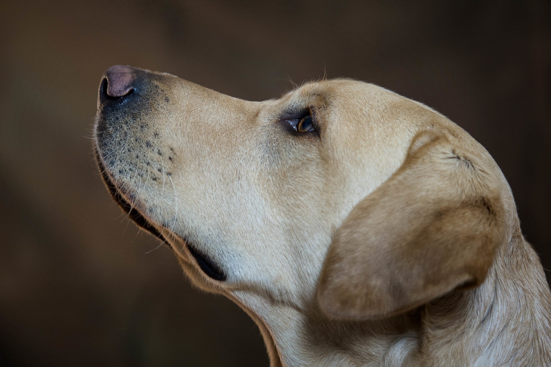 cani cane muso vista animali