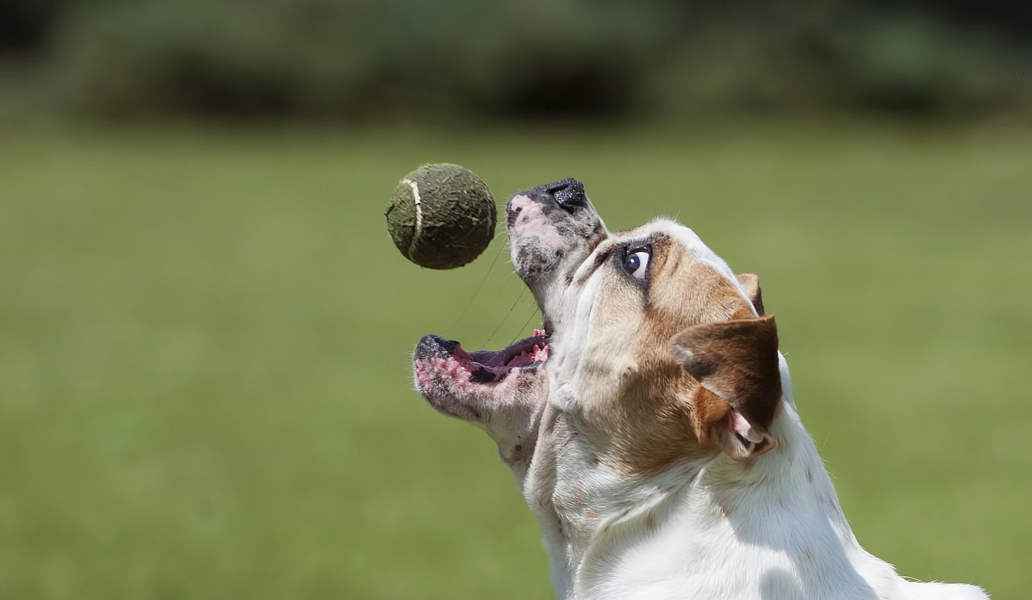 bulldog perro pelota