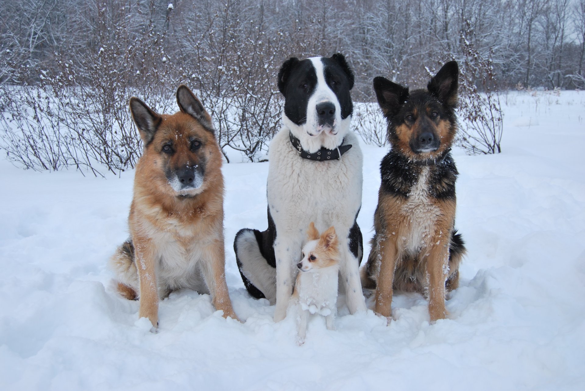 cani pastore alabai chihuahua neve inverno amici