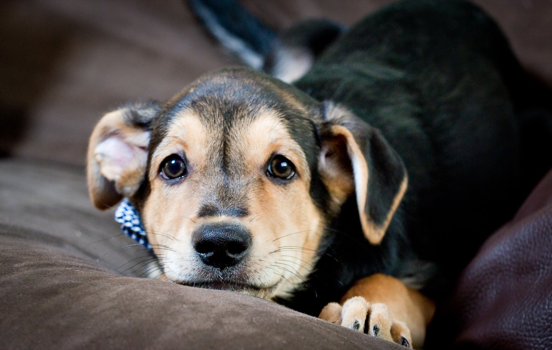 hund blick freund