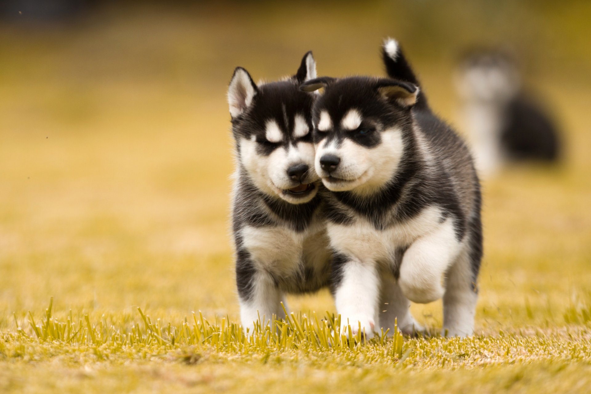 husky chiots chiens deux pelouse