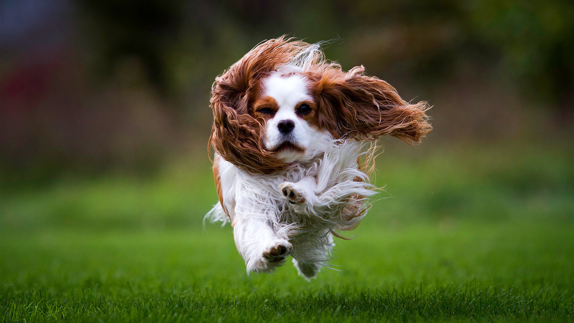 épagneul chien laine court herbe pelouse