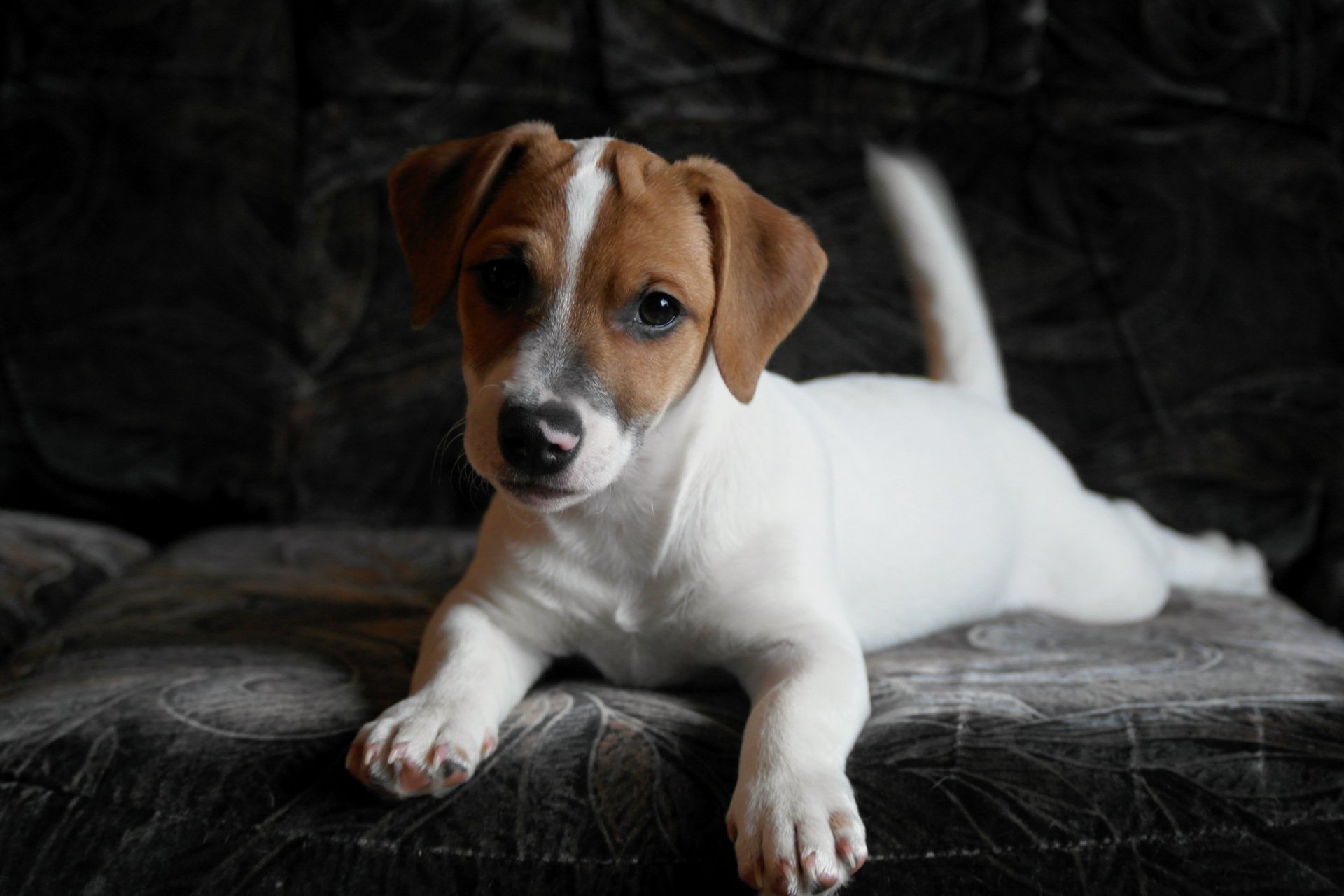 chien regard ami