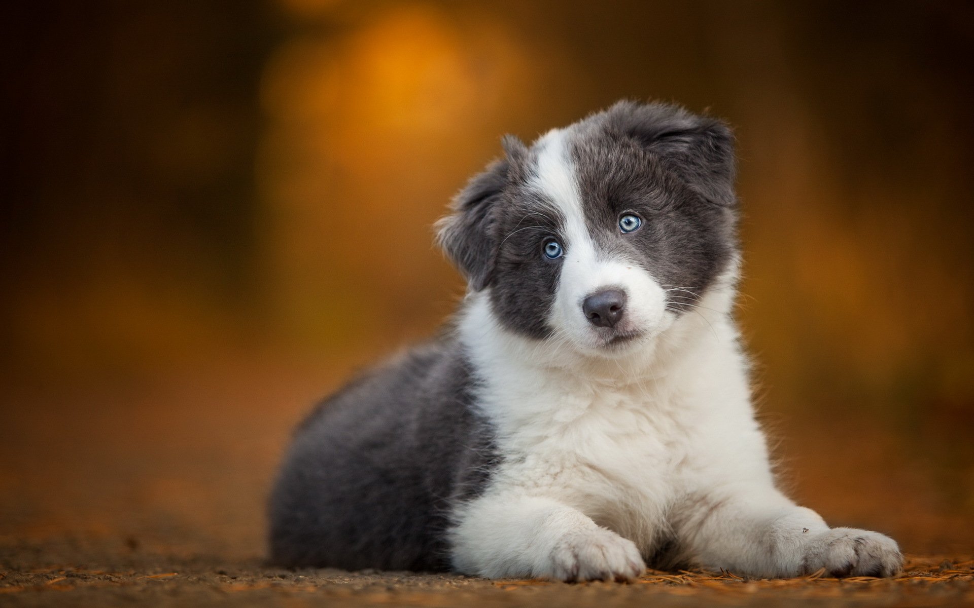 chien regard ami