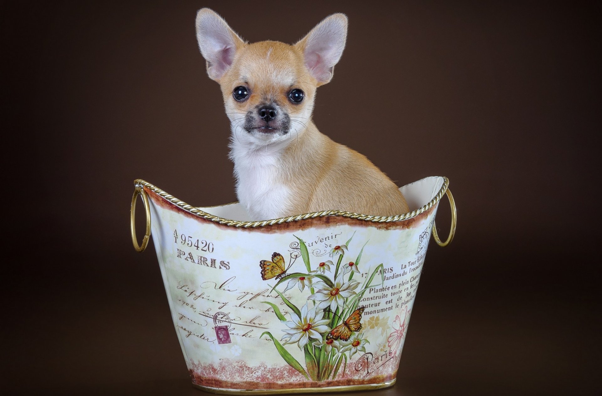 dog basket puppy background