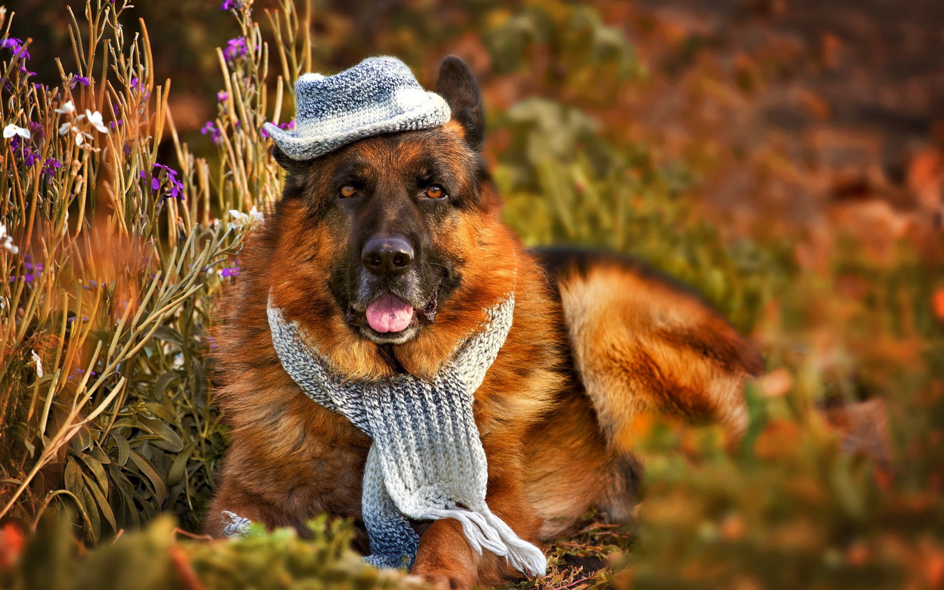 cane amico sguardo cappello