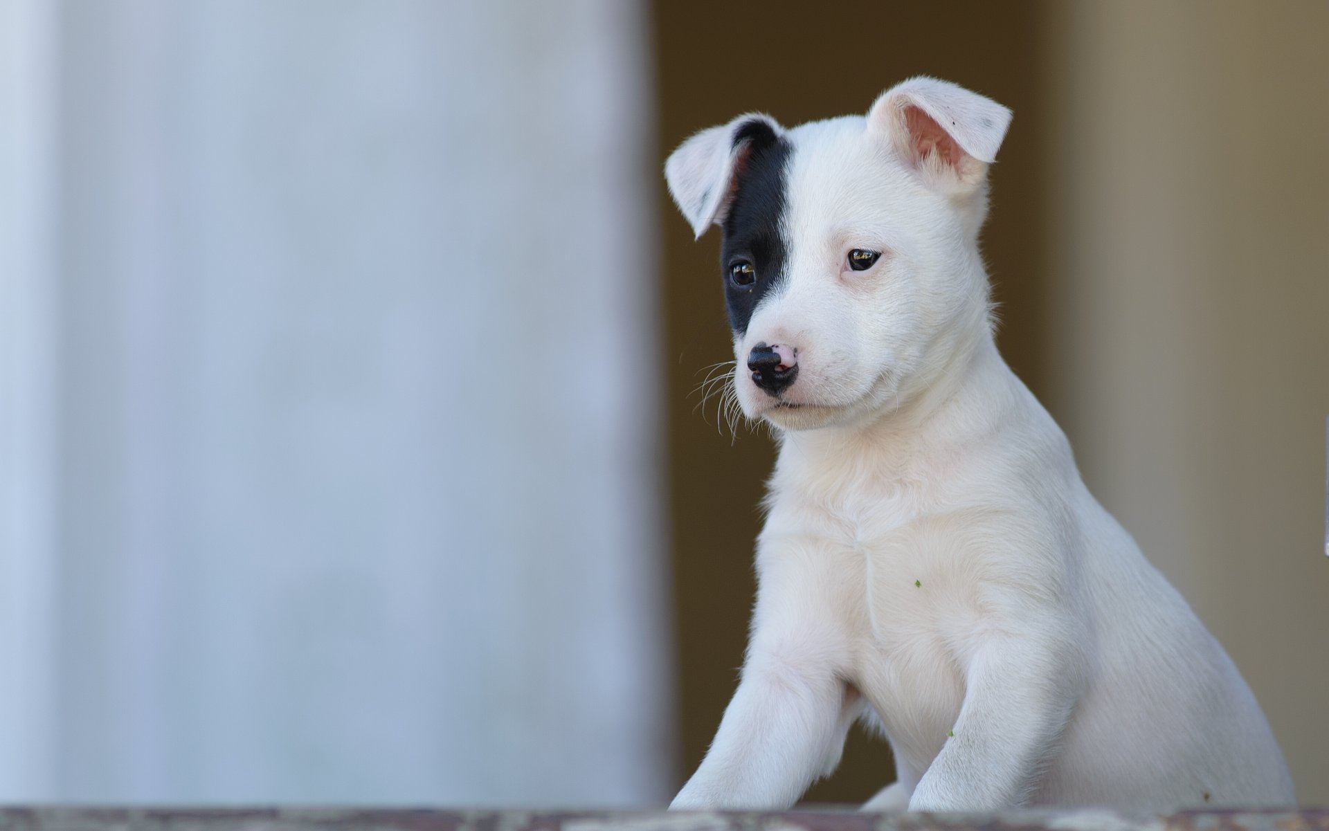 cane cucciolo