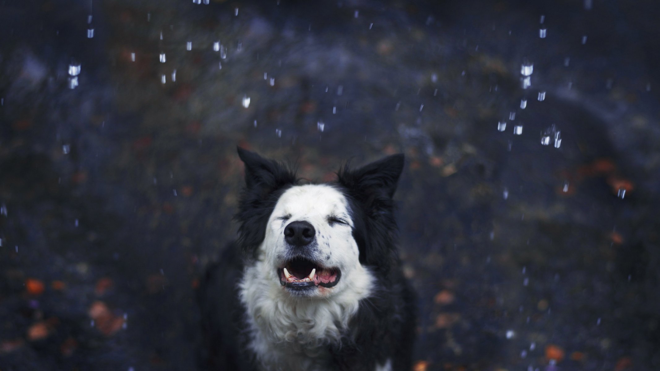 hund schnee freund