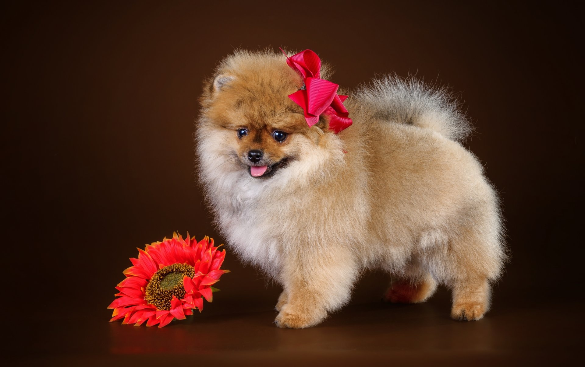 spitz chiot arc fleur