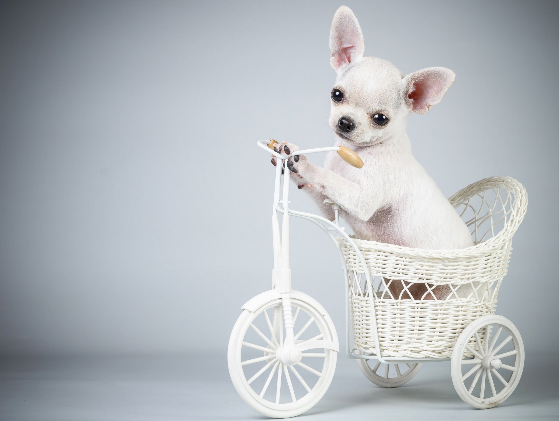 hund welpe fahrrad