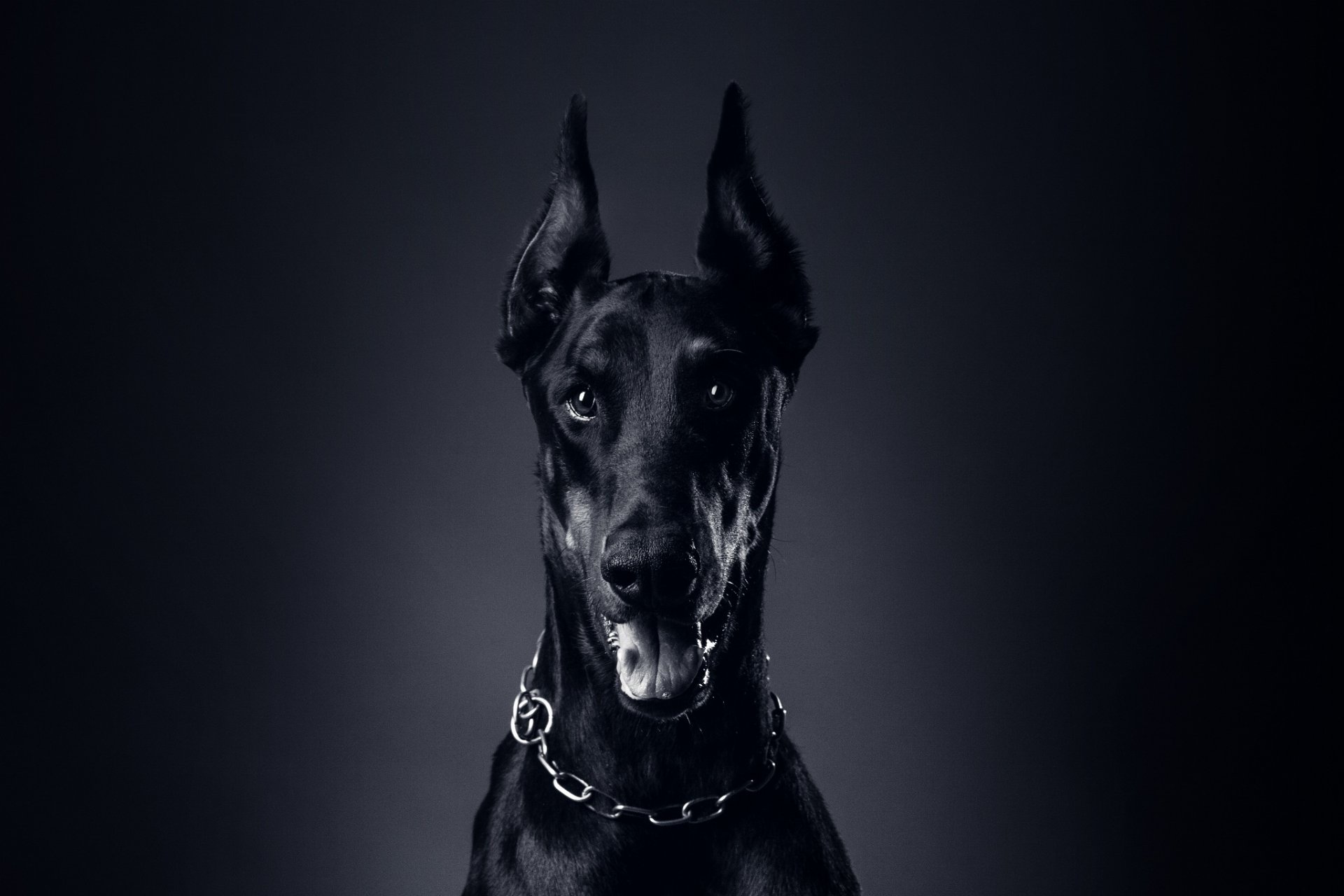 dog dobermann english circuit necklace