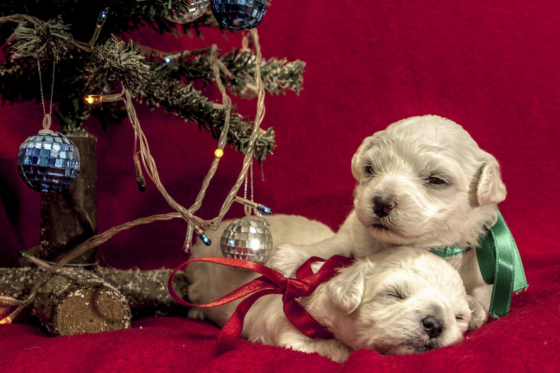 tiere hunde welpen welpen paar bänder bögen glühbirnen bälle bälle spielzeug neujahr urlaub
