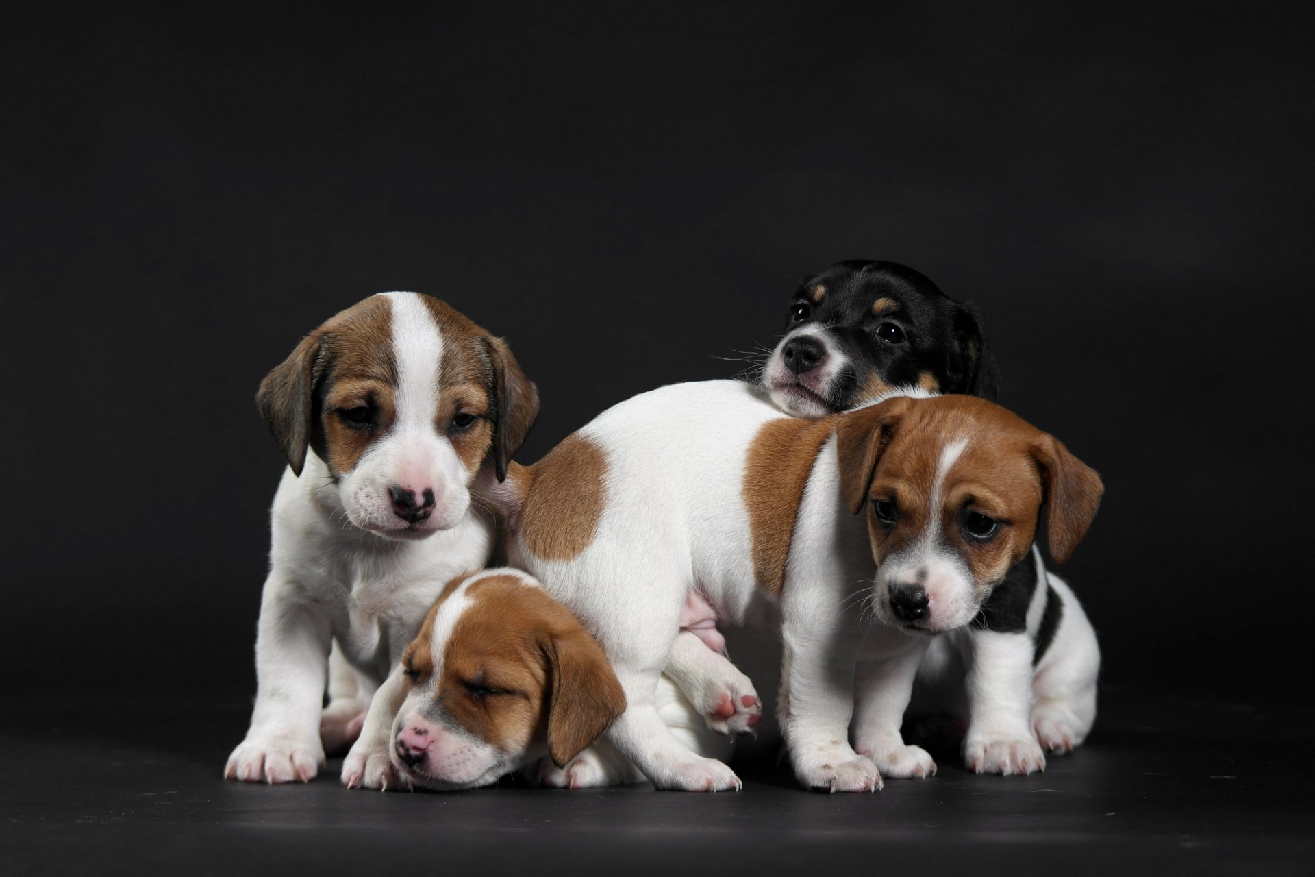 cani cuccioli sfondo