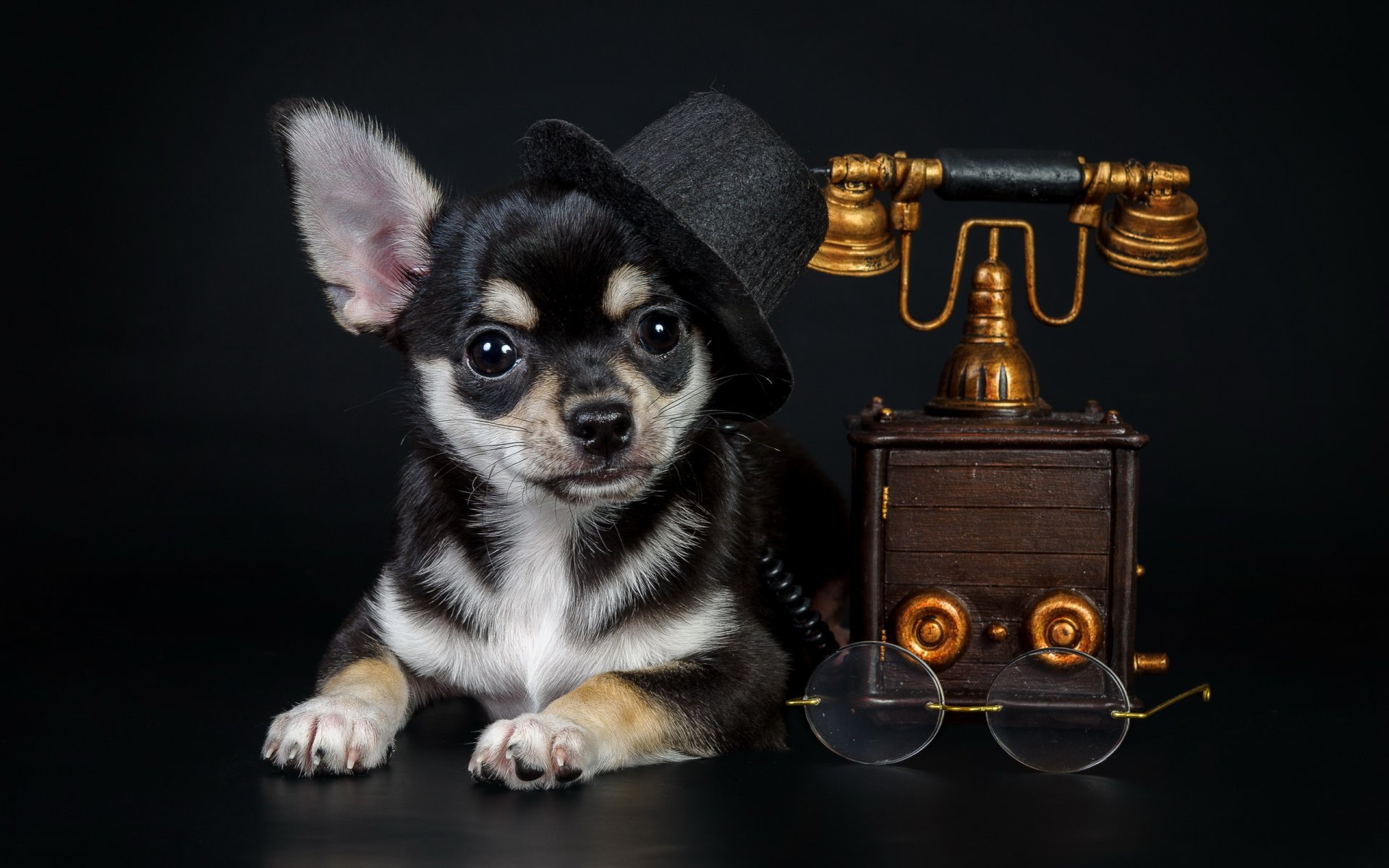 perro mirada amigo