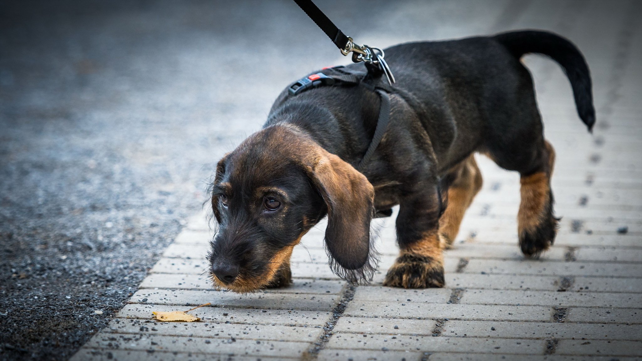cane amico strada