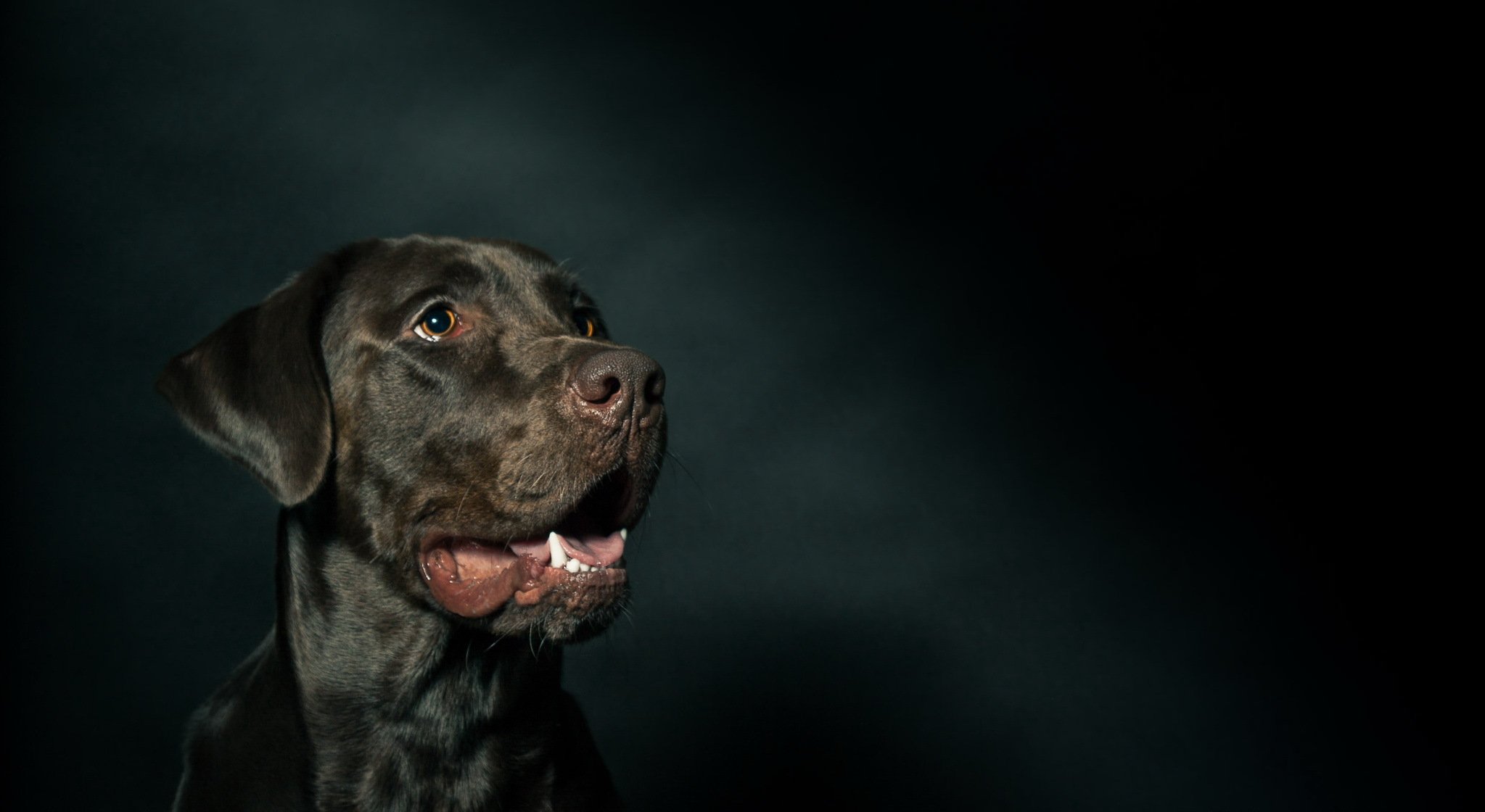 hund blick freund