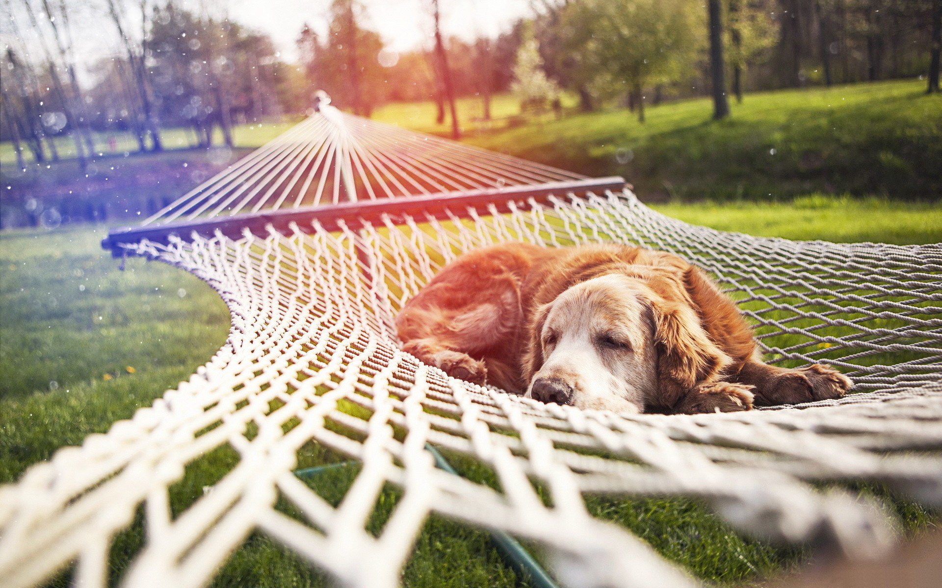 parc herbe nature loisirs hamac corde verdure sommeil