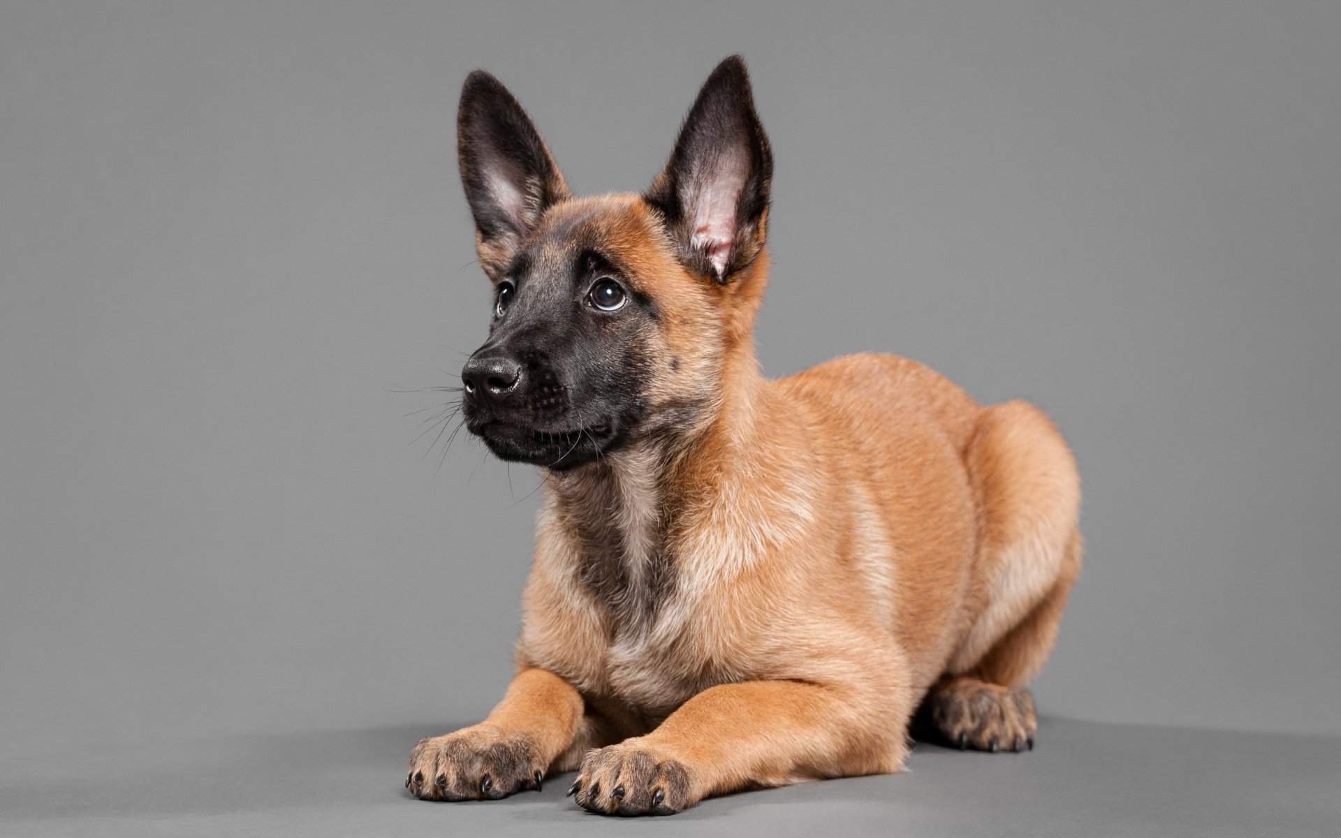 perro mirada amigo