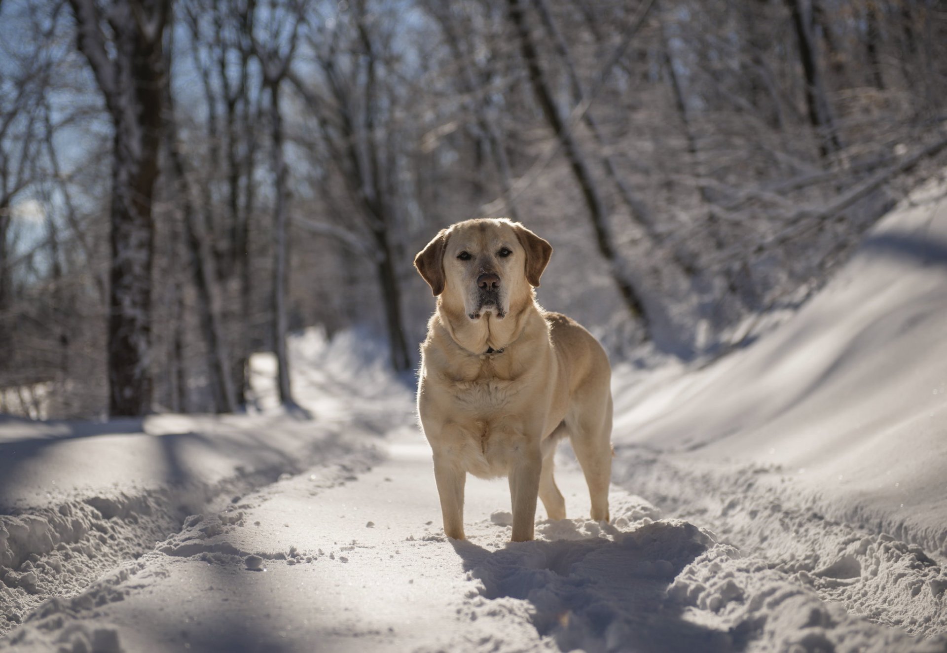 hund blick freund winter