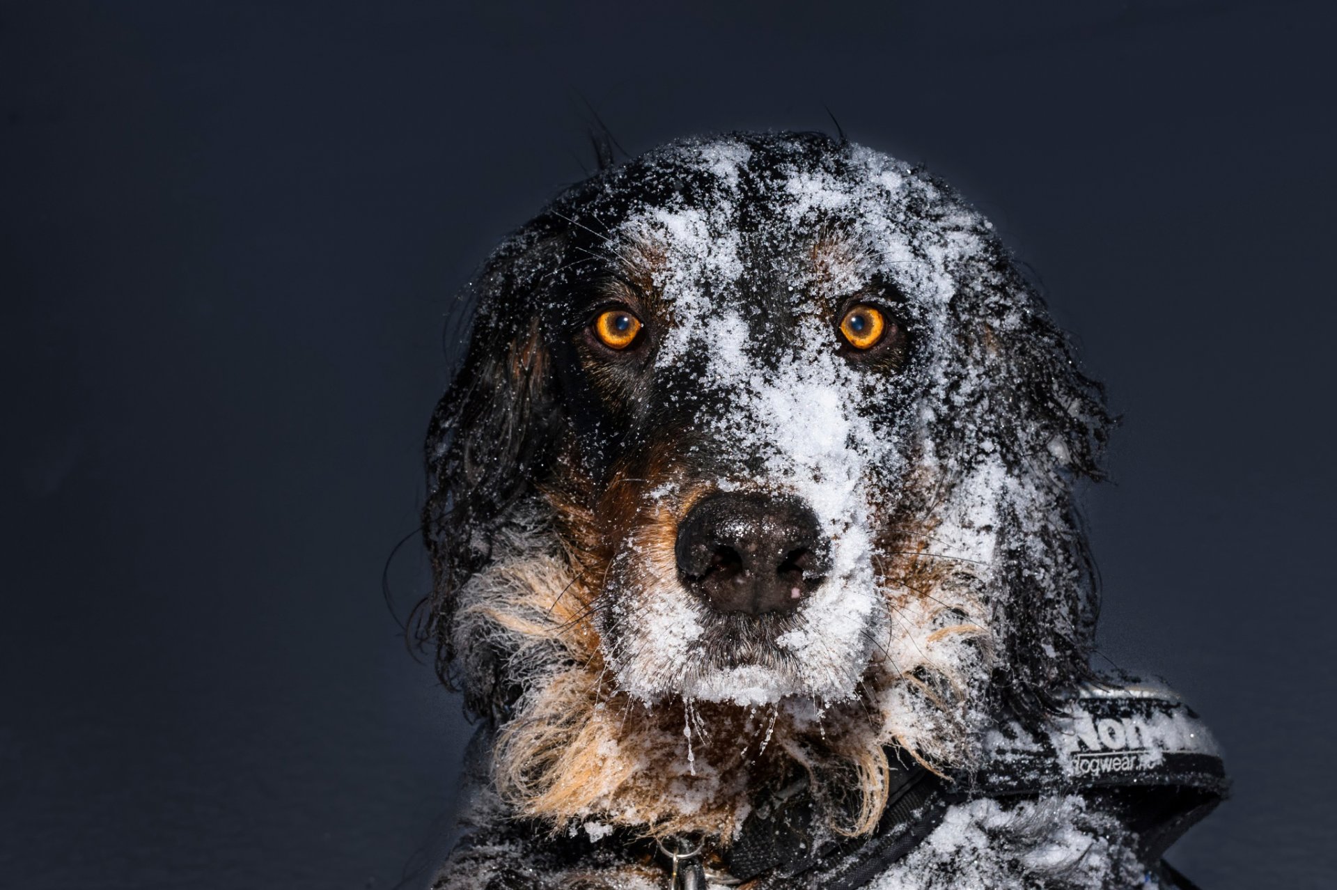 ami neige chien vue