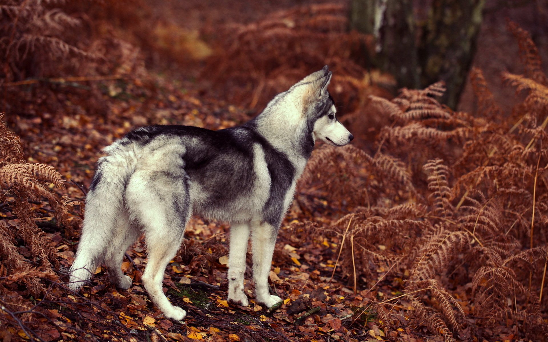 cane amico sguardo