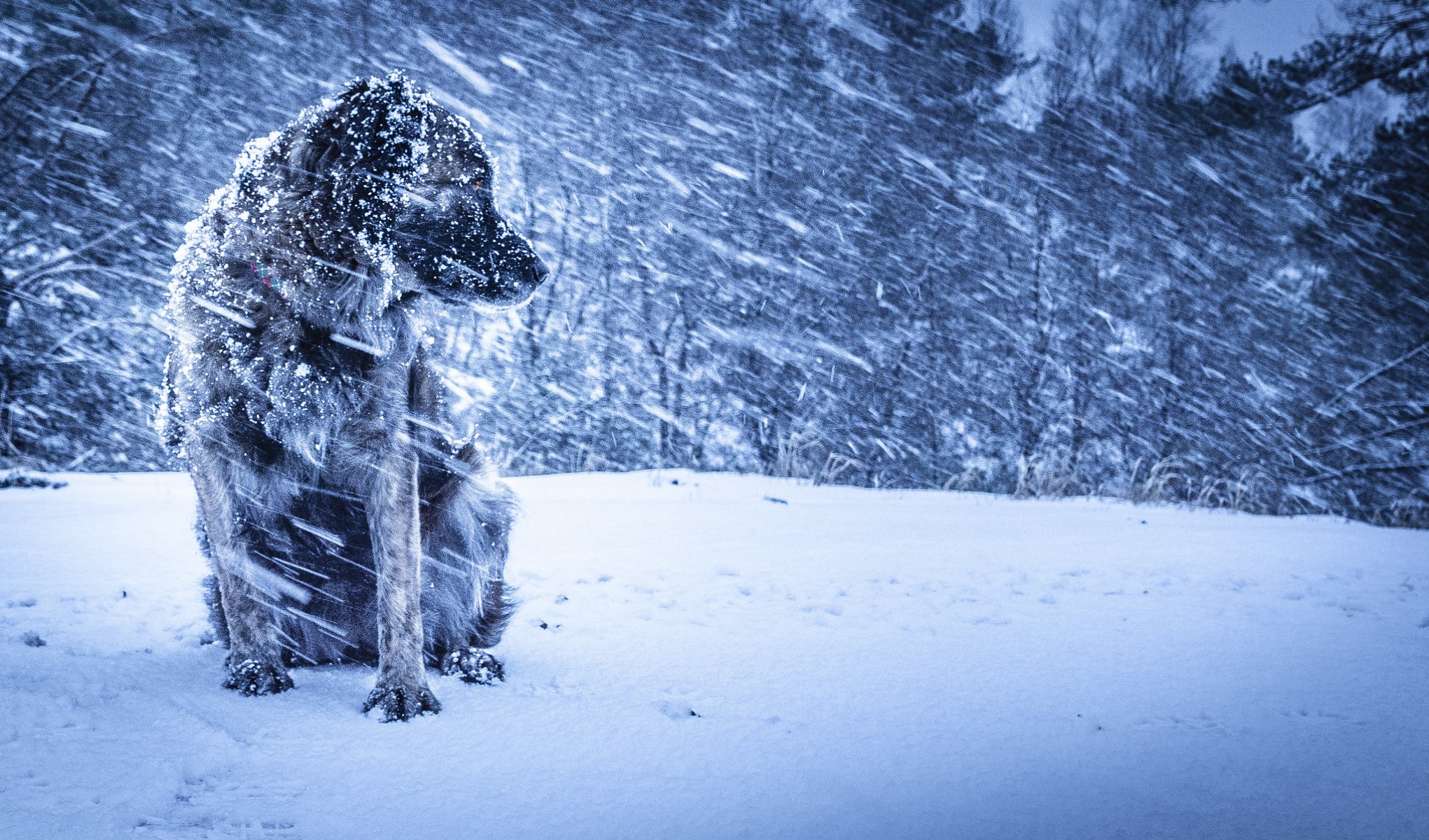 perro invierno ventisca fondo