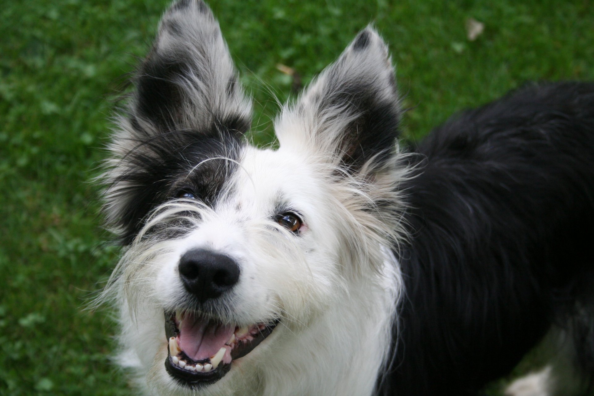dog smiles summer grass brown eye