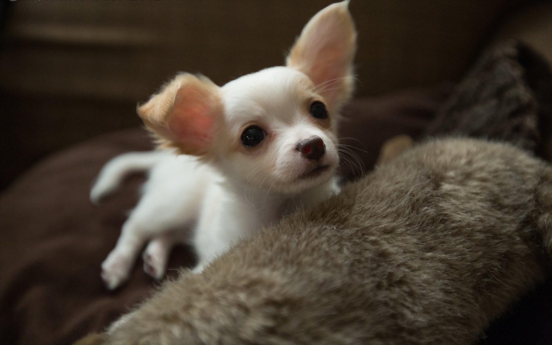 hund blick freund