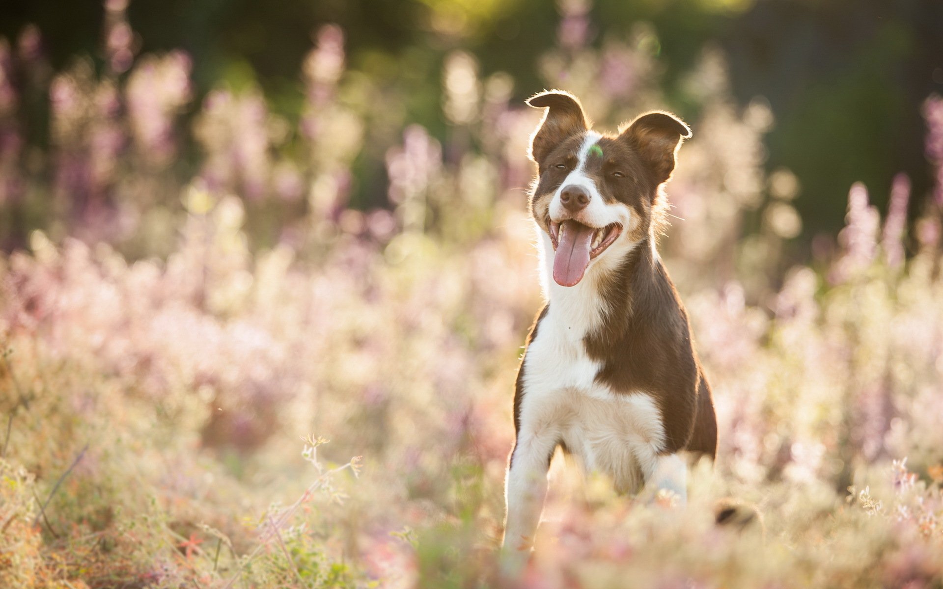 hund blick freund sommer