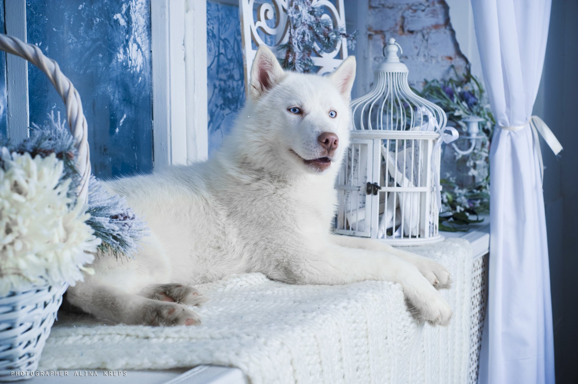 husky cane bianco