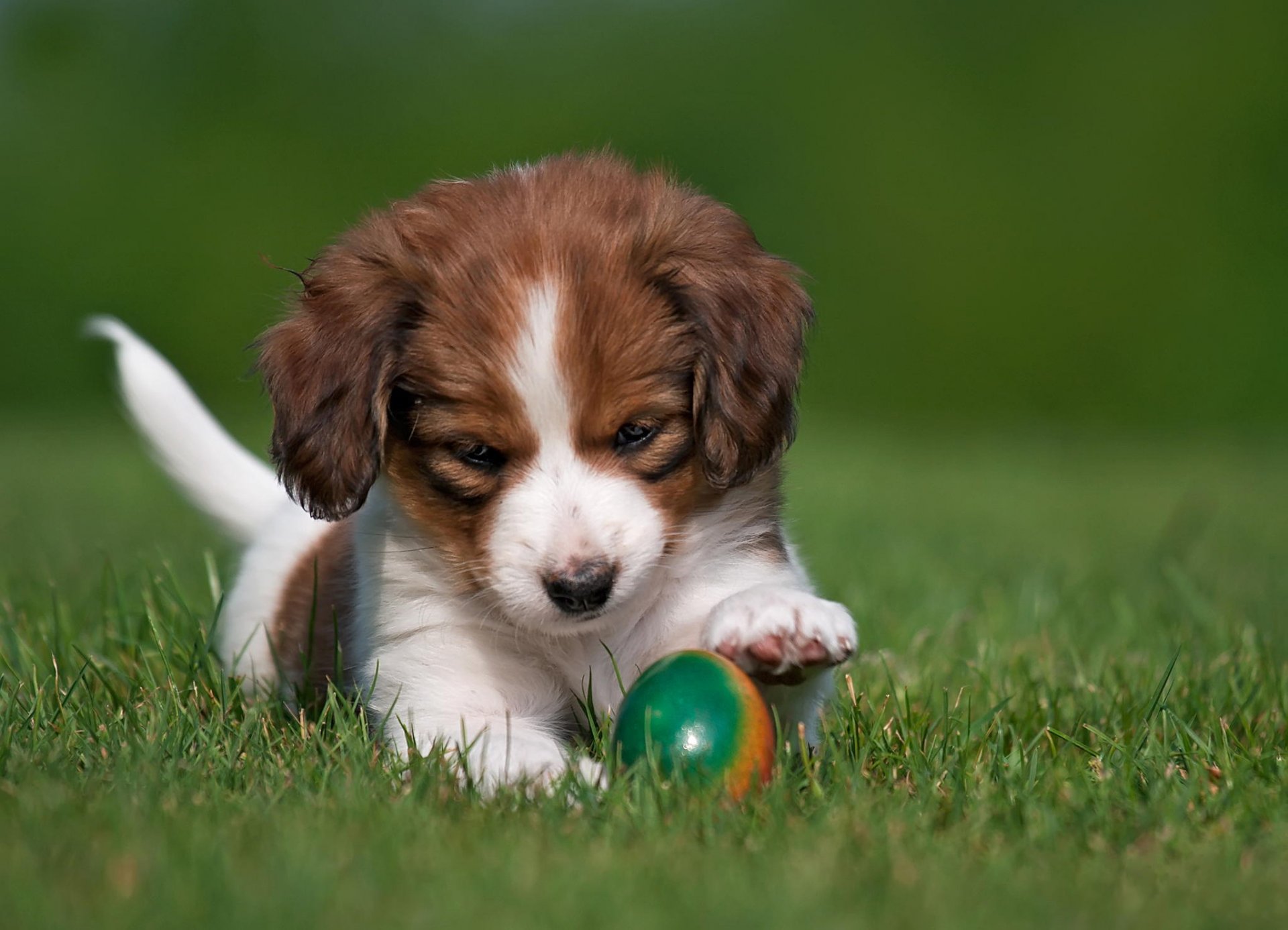 perro cachorro naturaleza hierba huevo coikerhondier animales