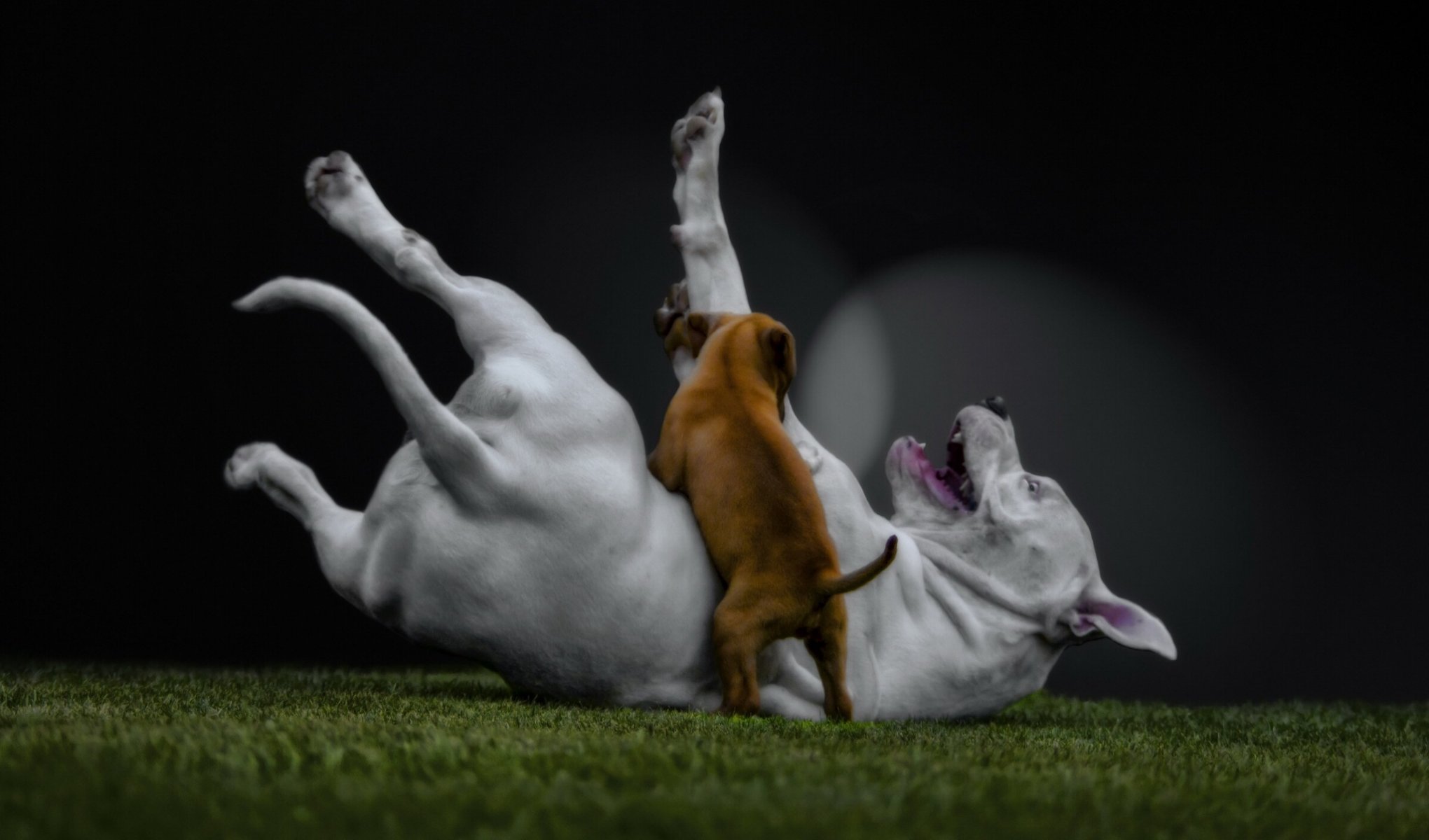 dogs lawn puppy
