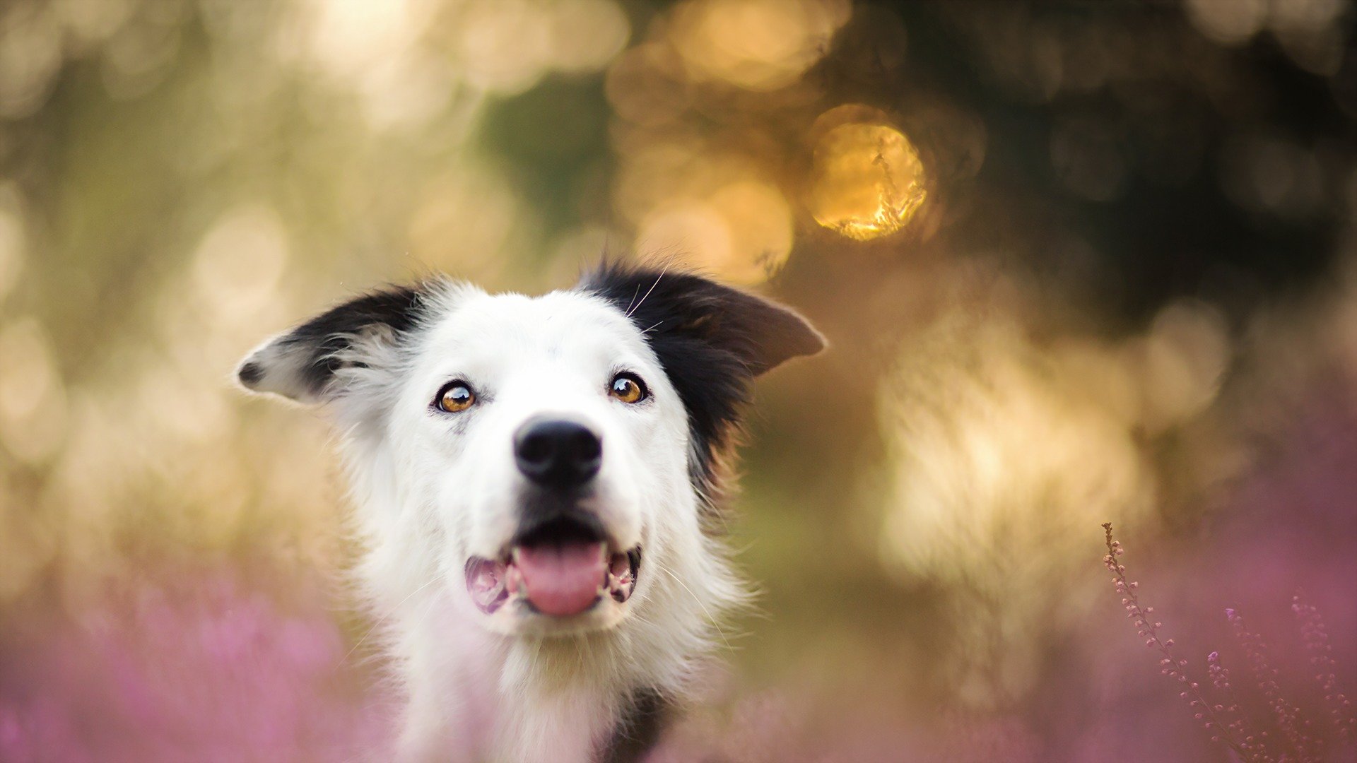 hund blick freund