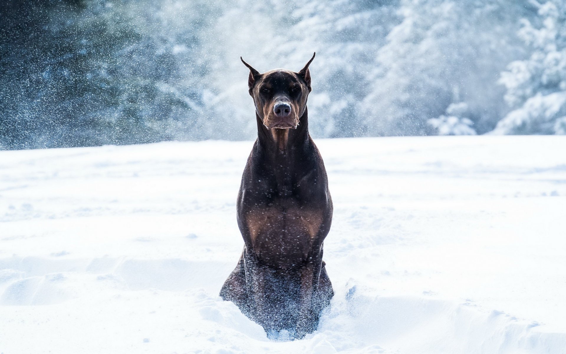 doberman pies śnieg zima