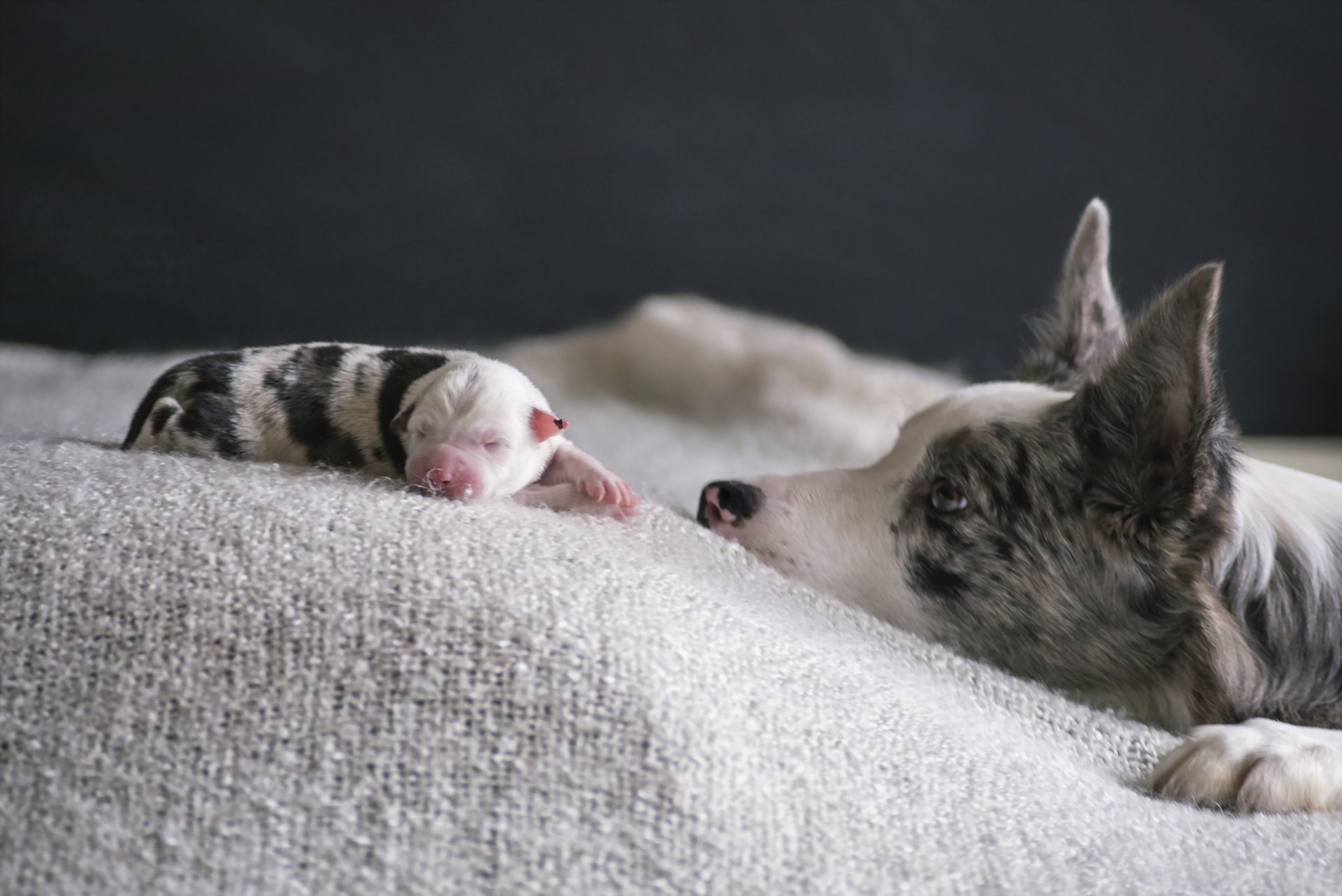 cane cucciolo casa